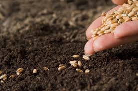 planting