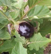 Brijal plant Brinjal plant at garden
