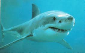 انواع سمك القرش Url&#93