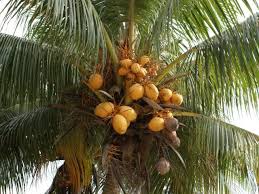 Coconut Milk Recipes, rejuvenate naturally, natural health care coconut milk recipes, rejuvenate naturally, natural health care