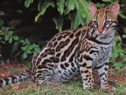 Ocelot Conservation Festival