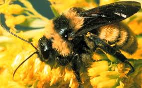 bumble bee sting