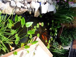 backyard fish pond