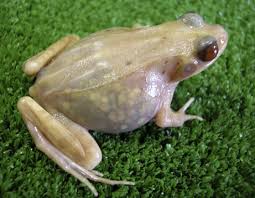 transparent frog picture