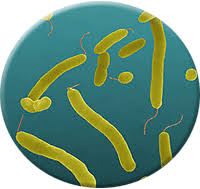 aerob bakteriler