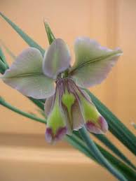 types of flowers glads