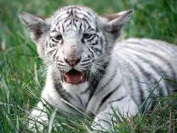 white siberian tiger cubs