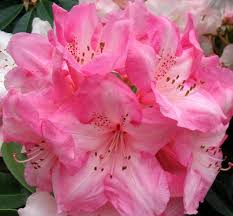    Pink-white-rhododendron