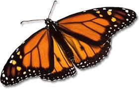 Monarch Butterfly Pictures