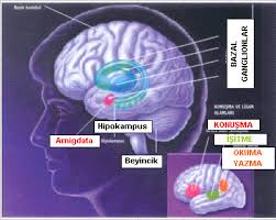 Beyin ve Sinir Sist.(Nöroloji)Genel bilgi Beyin2