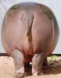 Big Booty Bitches