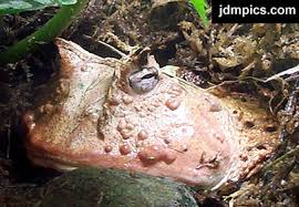 Amazon Horned Frog picture,