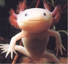 اغرب الحيوانات في العالم  Axolotl