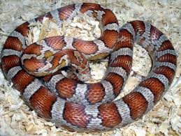 pictures corn snakes
