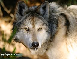 الذئب Wolf.c02.08.2004.img_6741.b-600