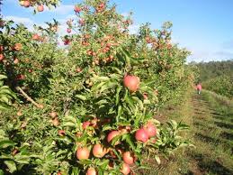transitioning the orchard