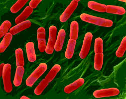 bakteriler
