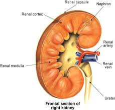 Acute Renal Failure (ARF)