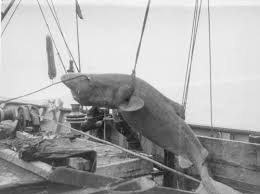 A Greenland shark caught on