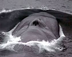 اكبر حوت في العالم Whale1big