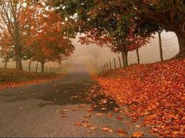 اوراق العمر 843408-Autumn-Autumn_Oaks