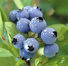 lowbush blueberries,