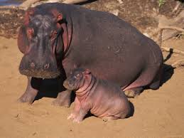 A female hippopotamus will go