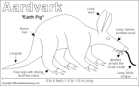 The aardvark is a solitary,