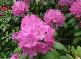 http://t3.gstatic.com/images?q=tbn:hnkHsuhhfqEWCM:http://www.pbs.org/wgbh/victorygarden/images/bestbets/rhododendrons/rhododendrons_1_lg.jpg