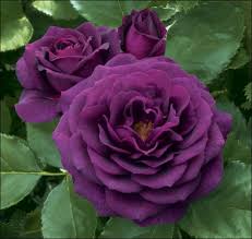 purple rose bushes