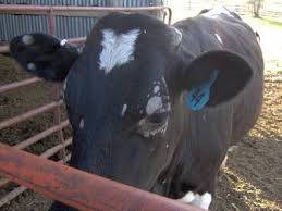 ringworm-on-heifer.jpg