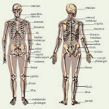 lower back skeleton