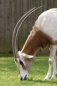 scimitar-horned oryx