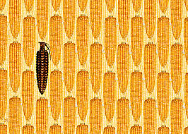 genetically modified crop