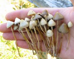 mushrooms or just shrooms.