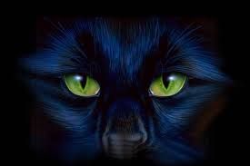 http://t3.gstatic.com/images?q=tbn:kEILsmvbz_I-2M:http://users.skynet.be/moony/titrechatnoir.jpg