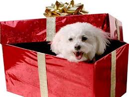 perrito-caja-navidad-regalo