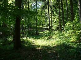 http://t3.gstatic.com/images?q=tbn:khAHoTgBSfnlSM:http://www.loup-ours-berger.org/images/2007/09/17/foret_de_kocevje_2.jpg