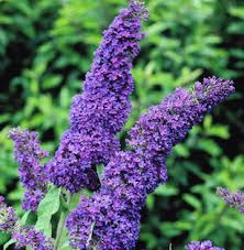 Vos fleurs préférées Buddleia_Purple_Emperor%25201