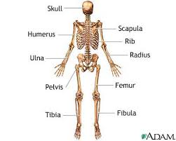 The skeleton consists of