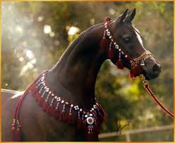 الخيل العربى أجمل الحيوانات Horse041