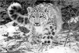 Snow leopards live between