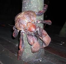 Also, this is a coconut crab,