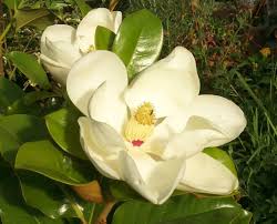 molim pomoc..... Magnolia%2520grandiflora%25204