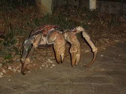 Coconut Crab in