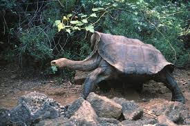 The last tortoise on Pinta