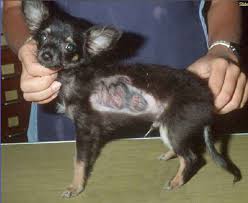 Ringworm in Pets A Dog Infected by Ringworm