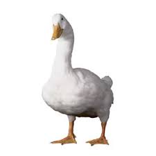 AFLAC duck ads