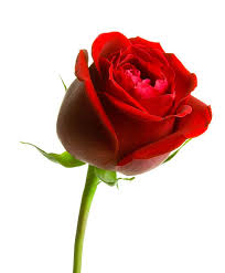 Rose Image