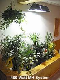 Indoor Lighting For Plants